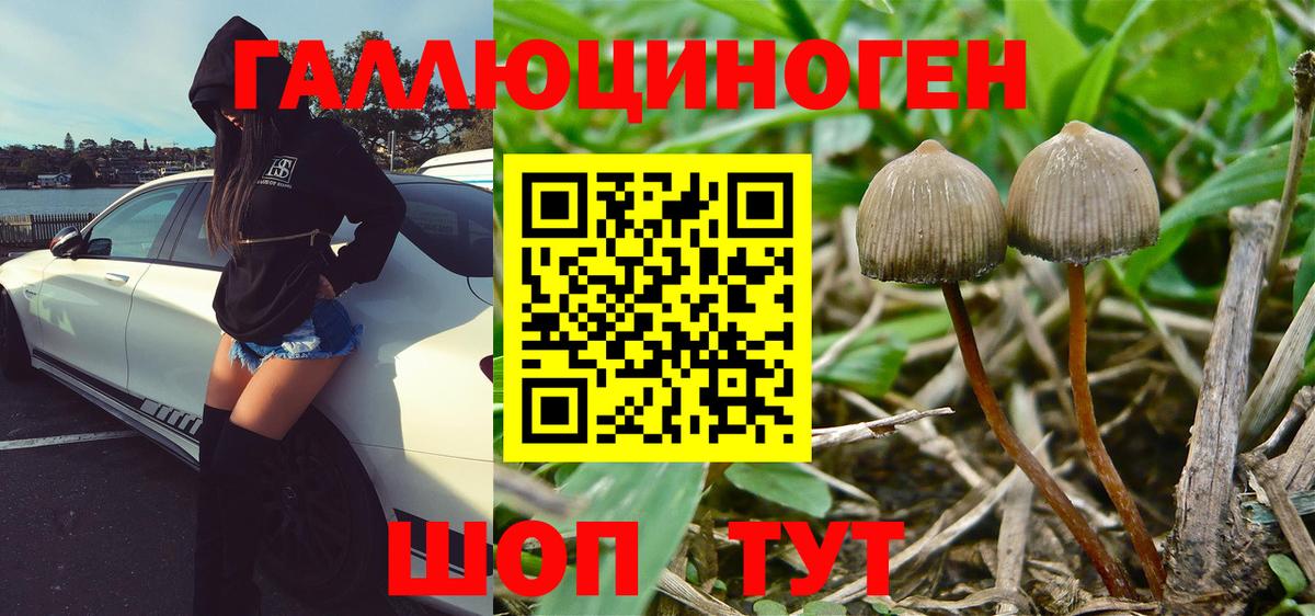 Псилоцибиновые грибы MAGIC MUSHROOMS  Вход с VPN  как найти наркотики  Кудрово  Галлюциногенные грибы Cubensis 
